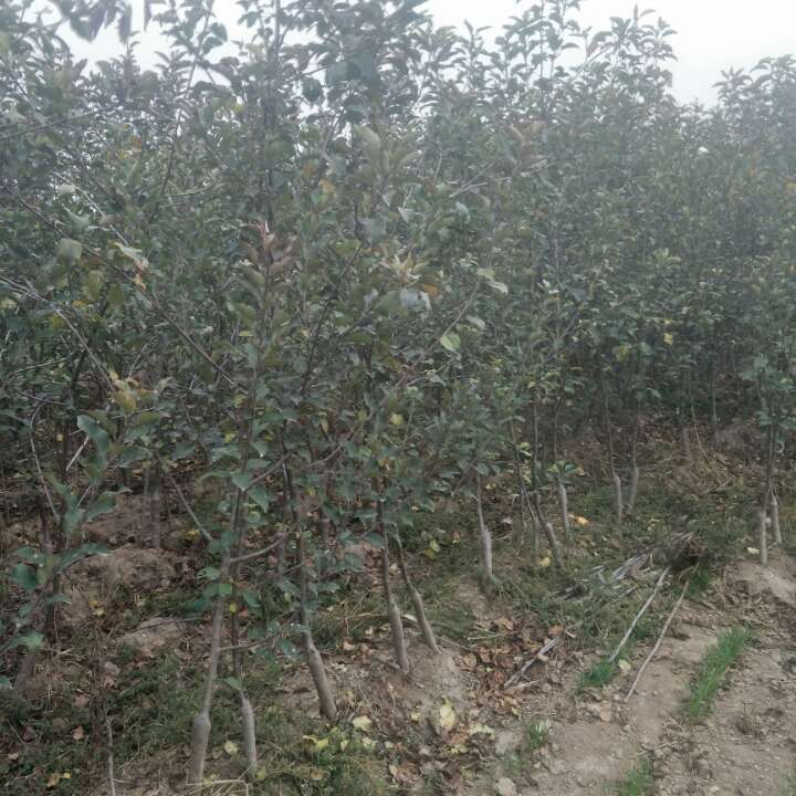 矮化苹果苗，烟富10，烟富8，m9t337苹果苗