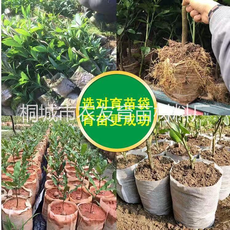 安庆市轻基质育苗容器厂家无纺布育苗容器 轻基质育苗容器