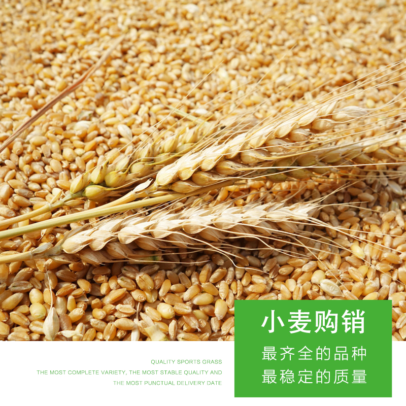 齐齐哈尔市小麦厂家甘南县盈合粮食  杂粮 粗粮 小麦购销 厂家批发 有机小麦