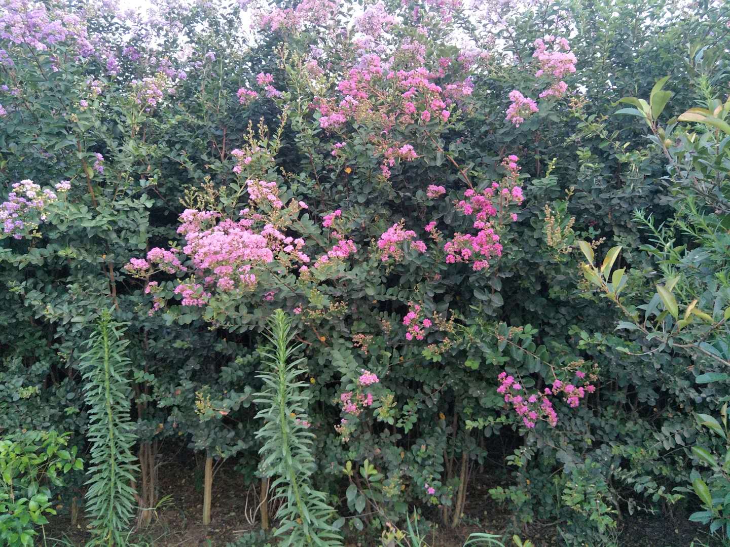 河南高杆紫薇种植基地批发价格 高存活率图片