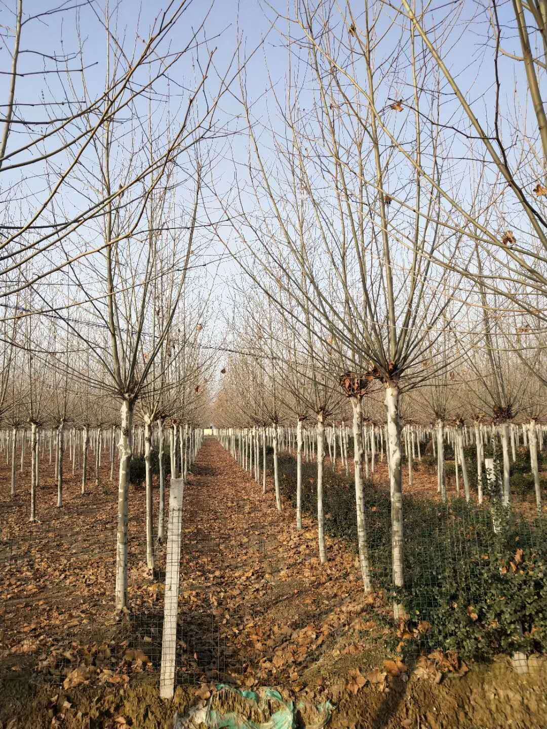 新疆速生法桐种植基地直供批发报价多少钱、法桐供应商