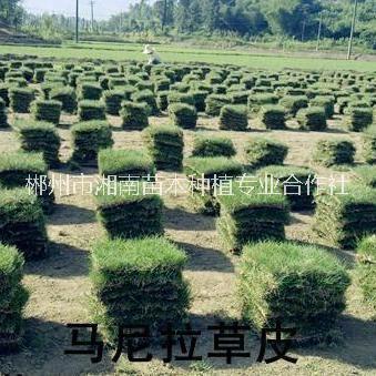 郴州市湘南苗木种植专业合作社
