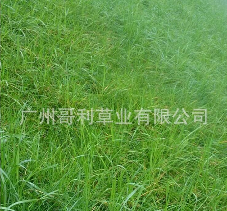 草坪草种-护坡型高羊茅草籽-工程绿化护坡防护型草坪草籽厂家图片