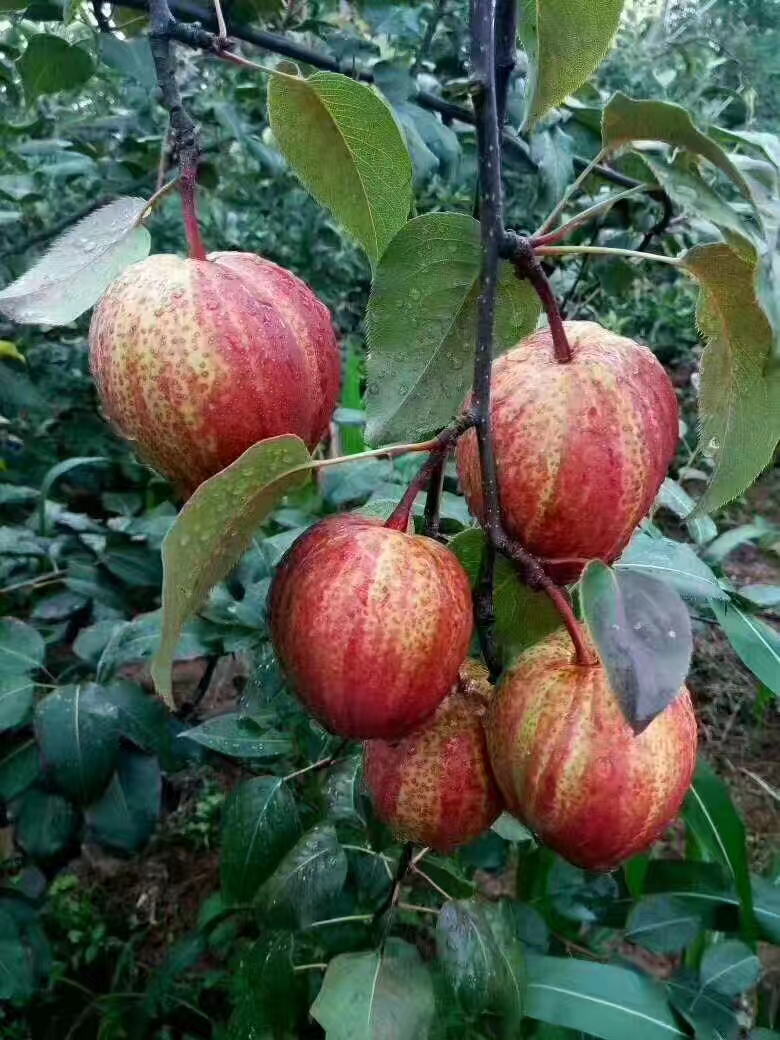 早酥红梨优质种苗批发特色营养水果种植 早酥红梨苗图片