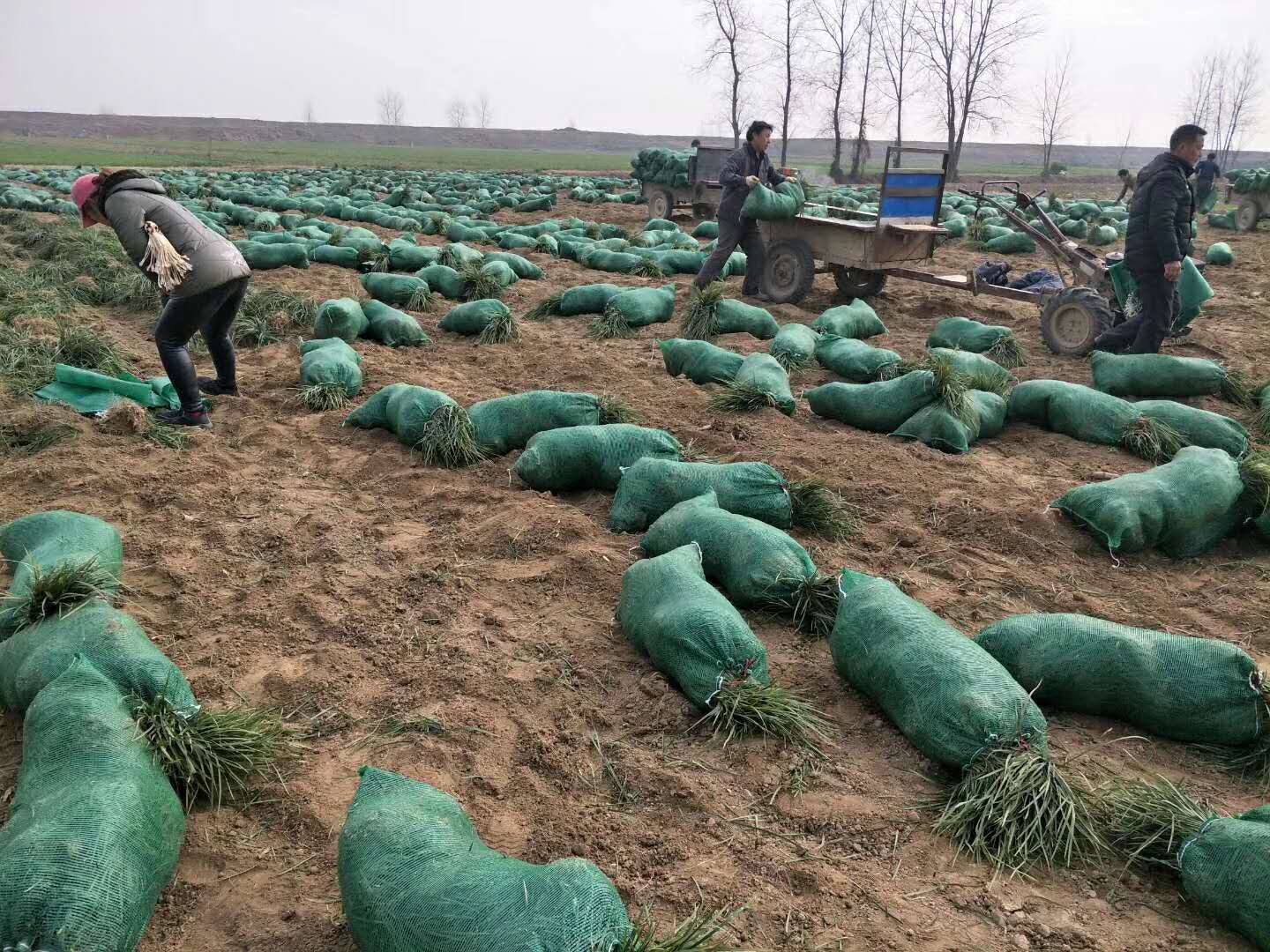 菏泽市山东麦冬草种植基地厂家