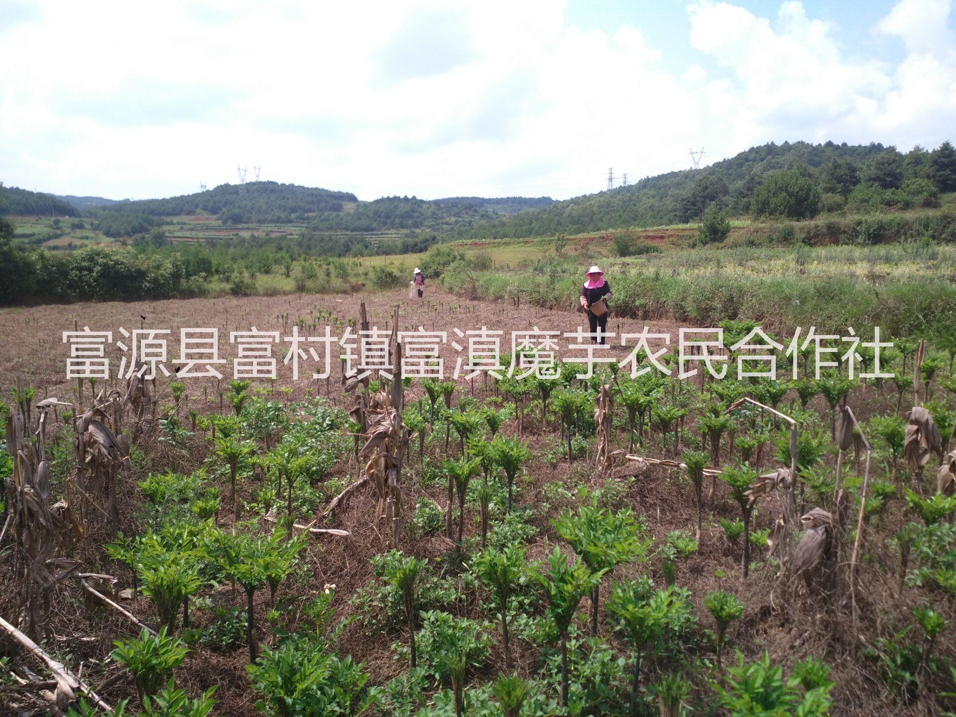 云南魔芋种植基地魔芋种植基地、云南魔芋种植基地、昆明魔芋种植基地