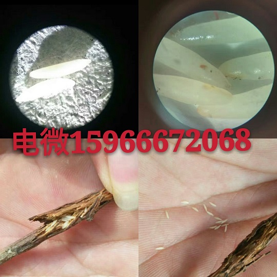 济南市人工孵化金蝉种子爬叉虫卵养殖技术厂家