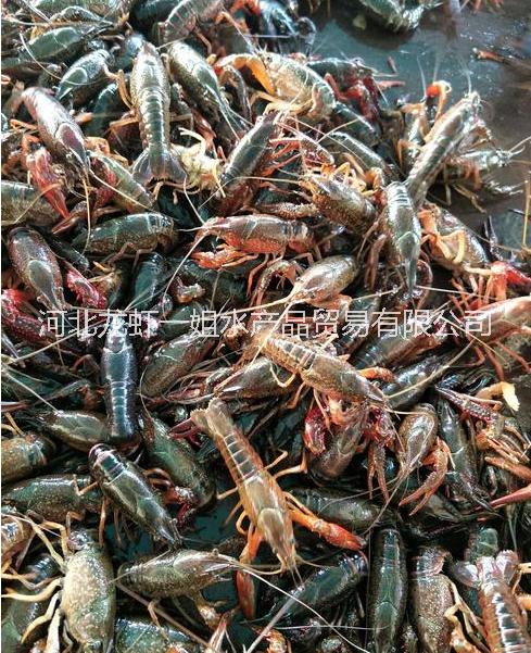 邵阳淡水小龙虾龙虾一姐鲜活产品厂批发