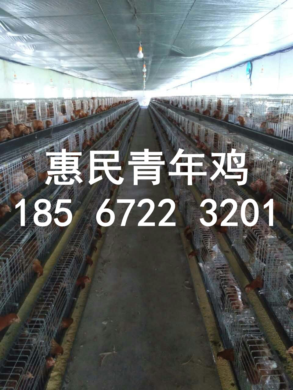 河南鹤壁青年鸡养殖