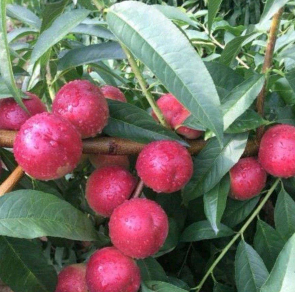 珍珠枣蜜桃苗基地直供种植项目珍珠枣蜜桃种植前景