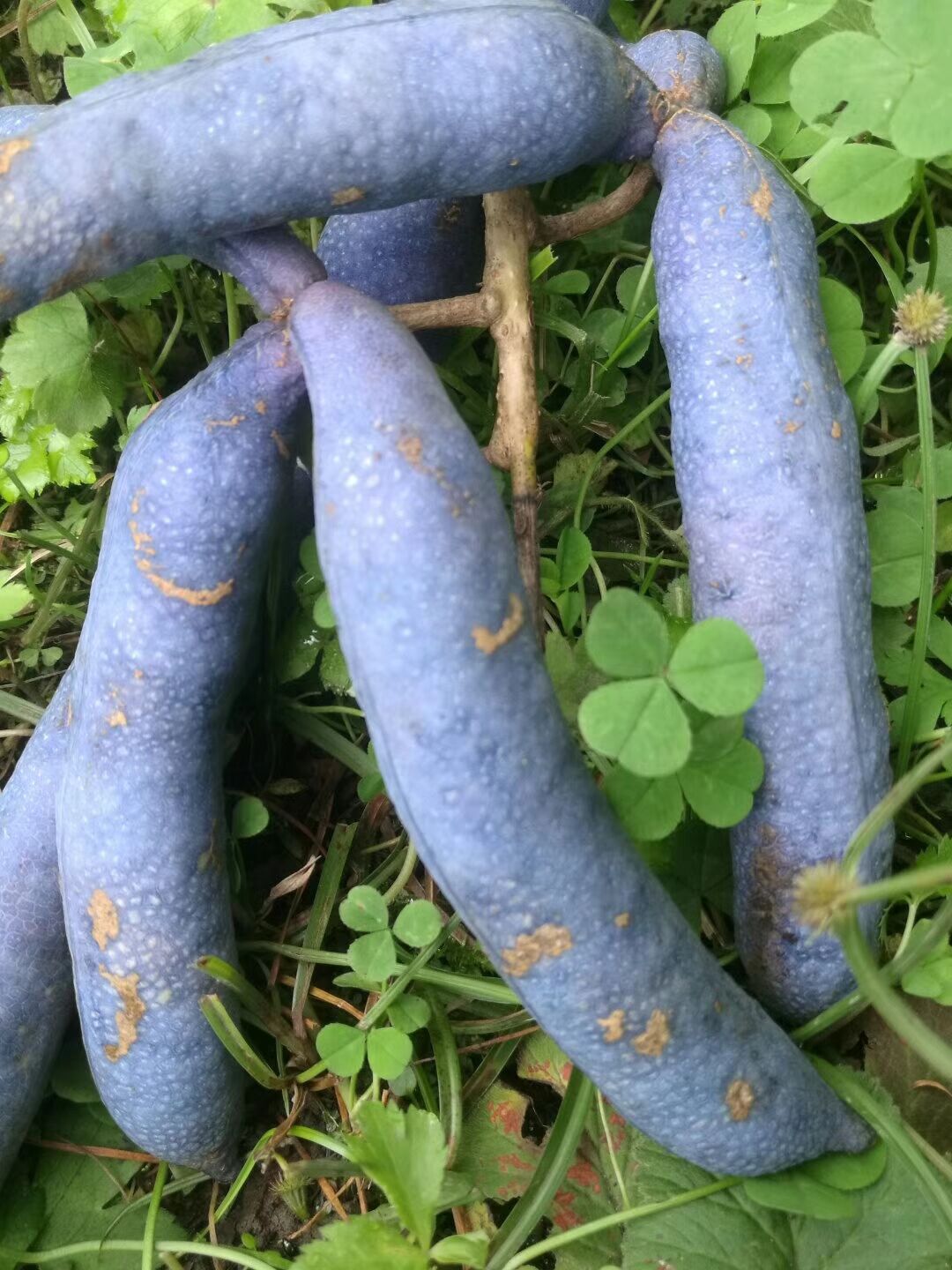 神农蓝蕉果苗批发神农蓝蕉果如何种植蓝蕉果种植前景