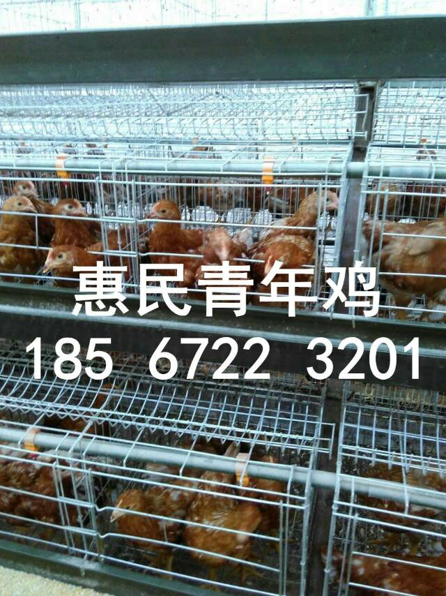 鹤壁60天海兰褐青年鸡价格