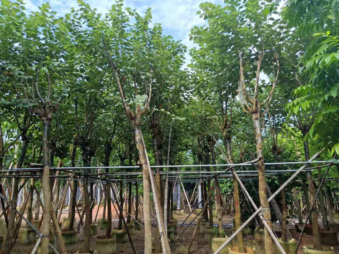 风景树 揭阳宫粉紫荆种植基地批发价格图片