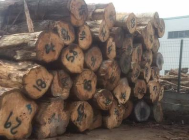 园林木材加工供应黄柏柏树原木 古建寺庙棺材寿材木材定制加工 园林木材加工