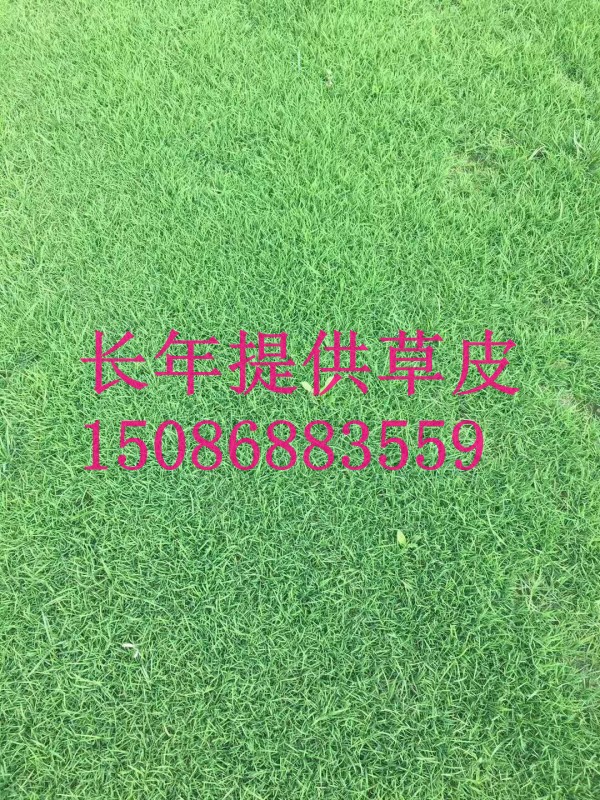 重庆草皮价格成都草坪结缕草混播草图片