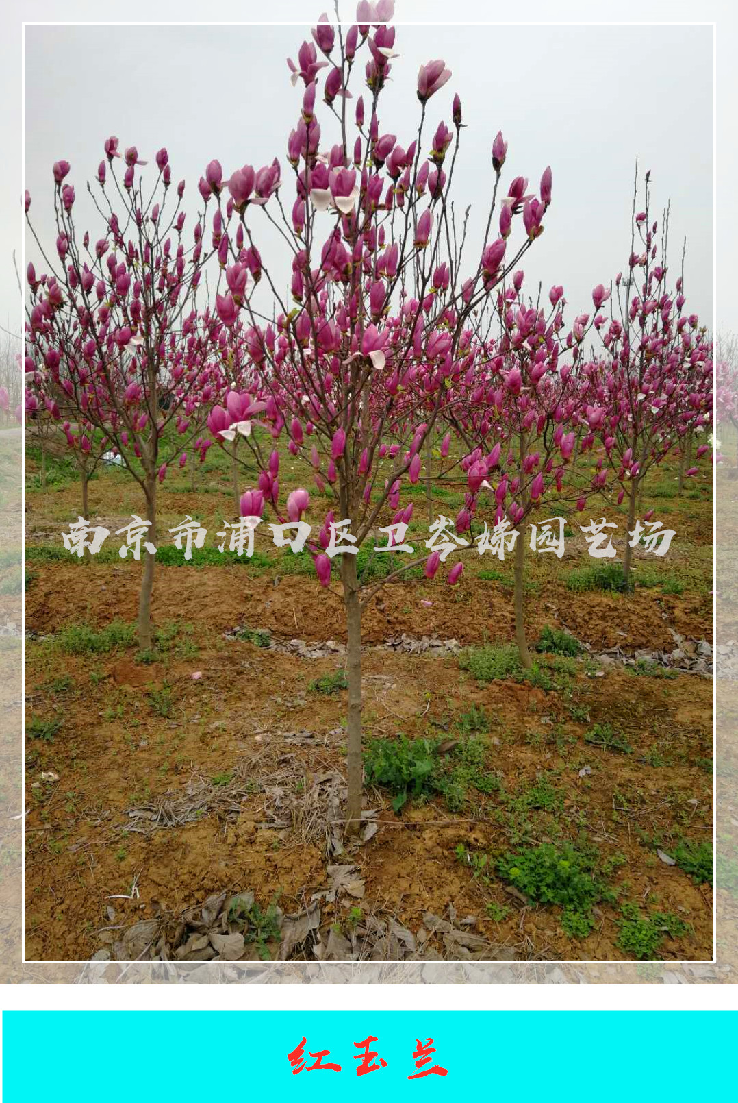 南京红玉兰种植基地吗，南京红玉兰苗圃电话，南京红玉兰供应商图片