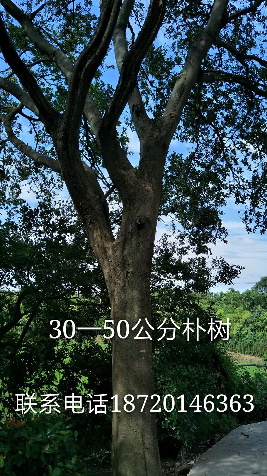 九江三角枫-苗木种植基地批发报价价格