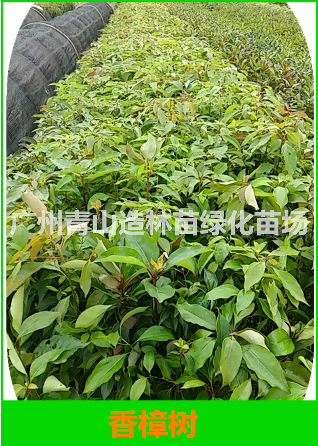 广州一年生香樟树苗基地直销，广州一年生香樟树苗批发价，广州一年生香樟树苗供应商