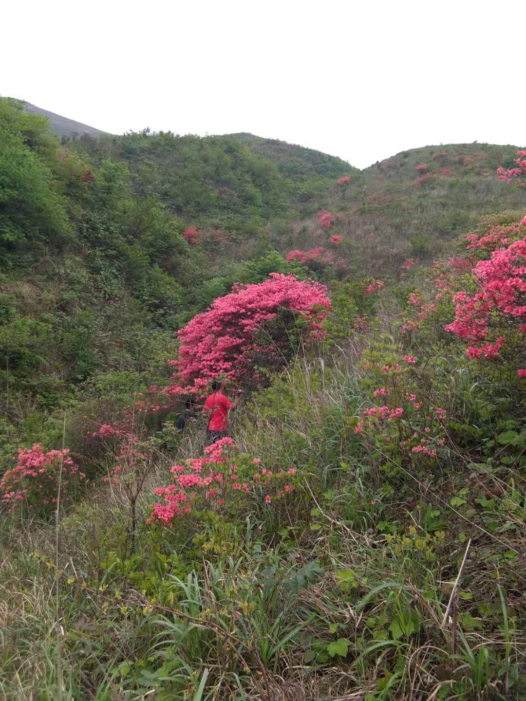 桂林市映山红厂家优质映山红幼苗供应商