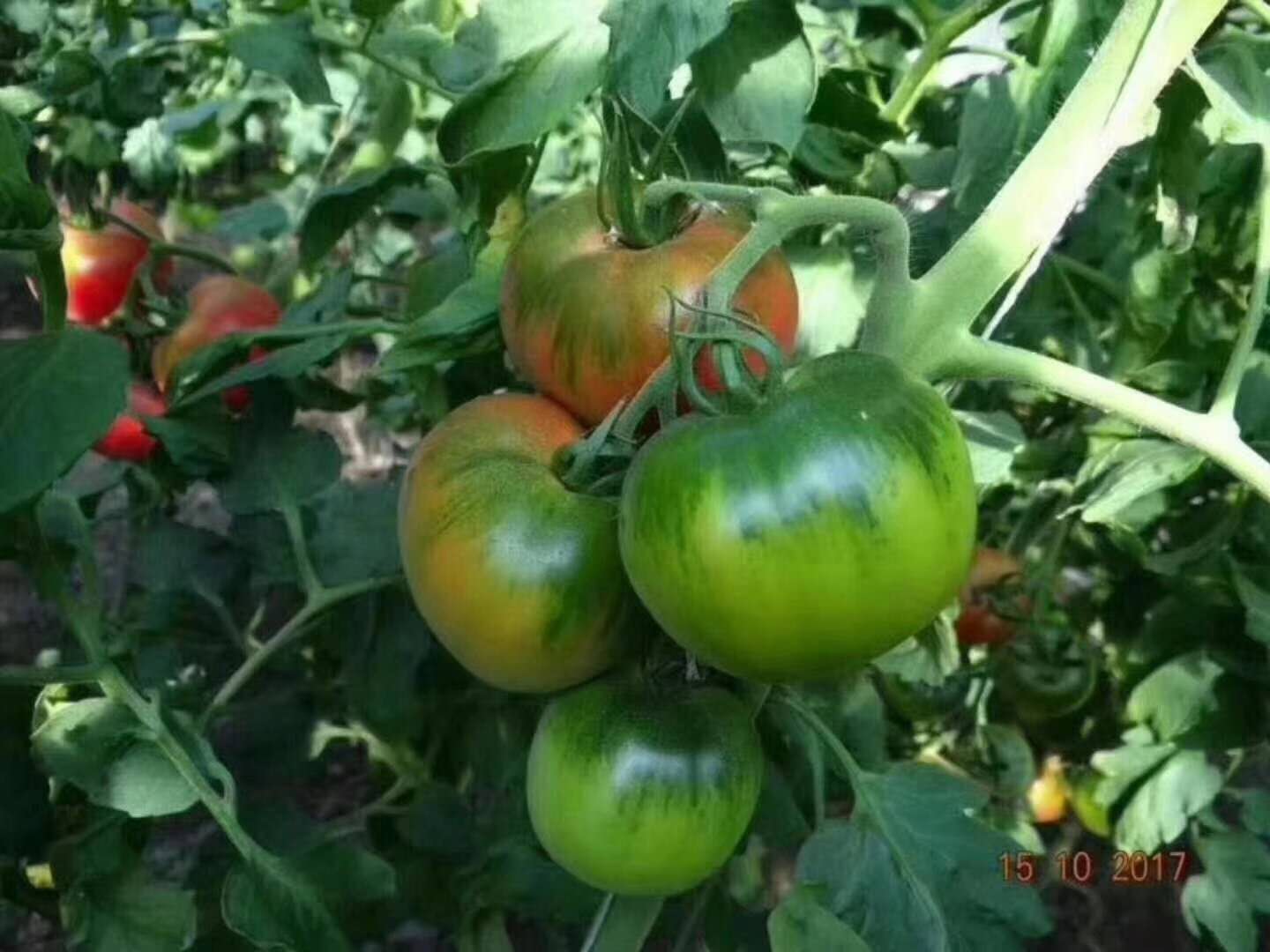 番茄种子 妞盾（真美味）粉果番茄批发