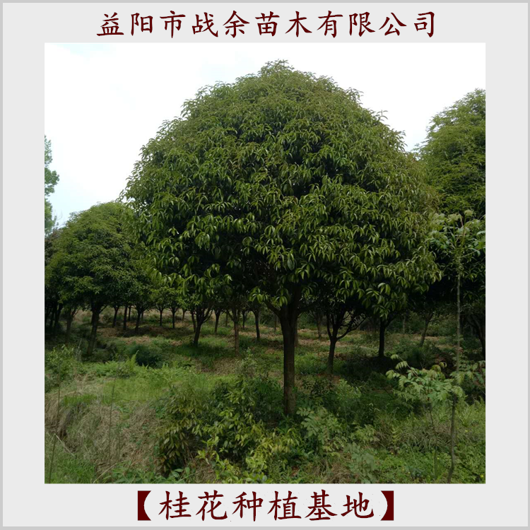 湖南长期供应桂花树种植基地直销，品种纯正，成活率高
