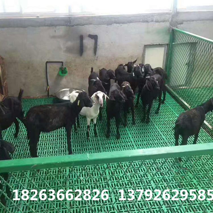 潍坊市山羊漏粪板  羊地板 塑料网床厂家山羊漏粪板  羊地板 塑料网床
