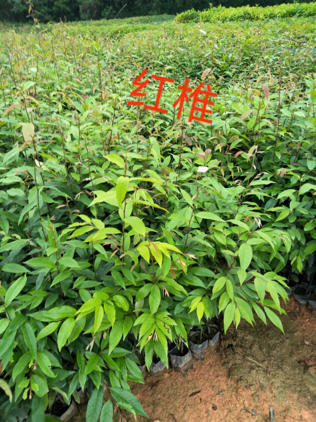 广东广州基地批发直销红椎树苗、大量现货、欢迎订购