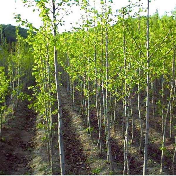 广西银杏苗木多少钱一颗，广西优质银杏苗木价格-种植基地