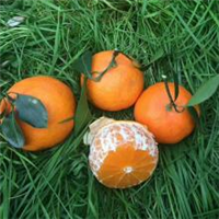 四川成都春见柑橘苗种植批发基地-优质种植供应商报价图片
