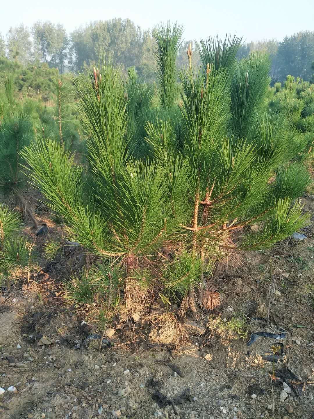 黑松供应商|黑松种植基地|优质黑松供应商