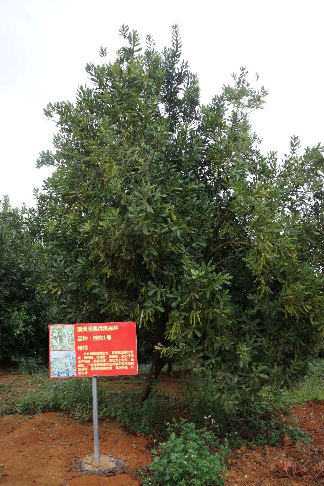 江西澳洲坚果树种植基地批发
