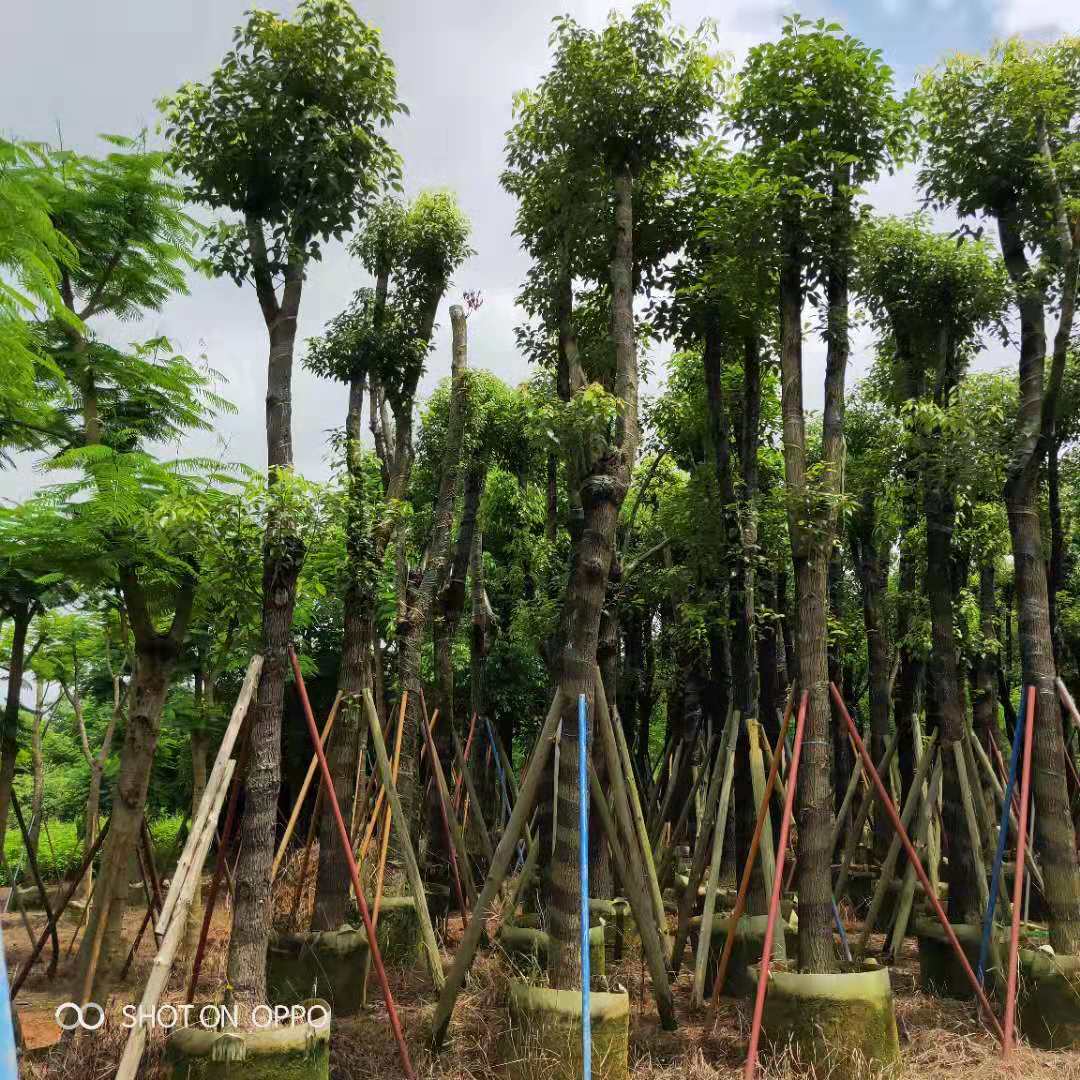揭阳香樟树厂家供应  优质香樟树批发图片