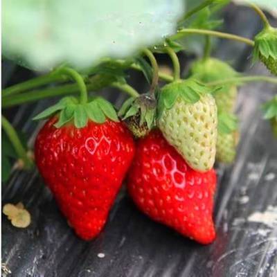 泰安市浙江哪里有草莓苗种植基地厂家