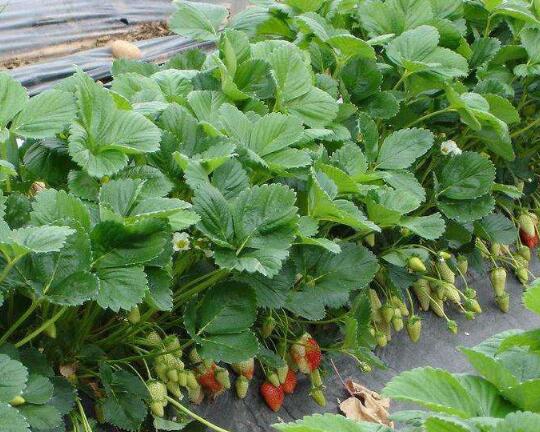 山东青岛草莓苗种植基地批发