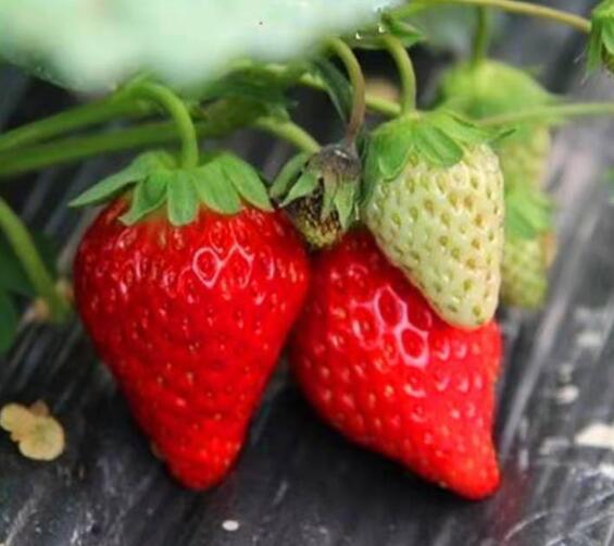 泰安草莓苗种植基地-【山东泰安高新区北集坡凯硕园艺场】图片