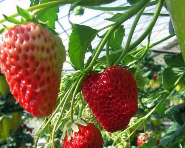 山东枣庄草莓苗种植基地批发
