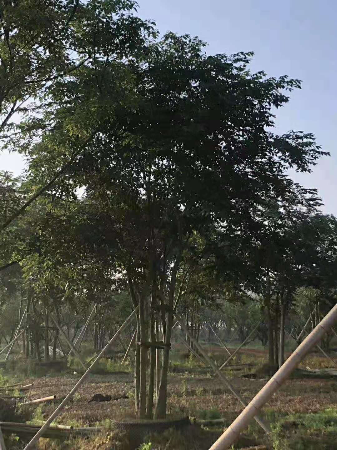 湖南益阳25-60公分朴树种植基地直销批发报价-25-60公分朴树价格图片