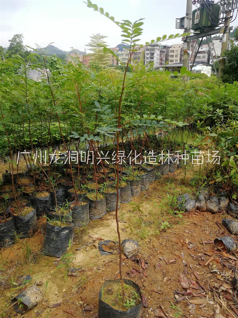 梅州50公分清香木种植基地直销批发报价价格