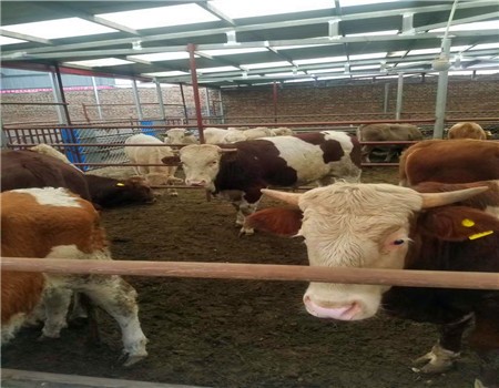 肉牛养殖基地西门塔尔牛 天明西门塔尔小牛犊小牛苗价格
