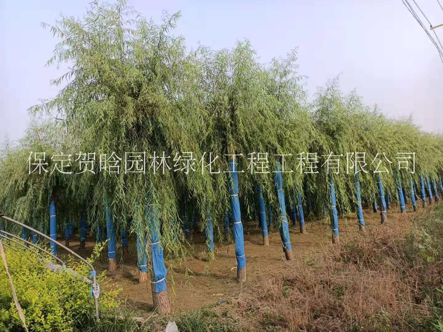 嫁接垂柳种植基地_垂柳嫁接技术_价格图片