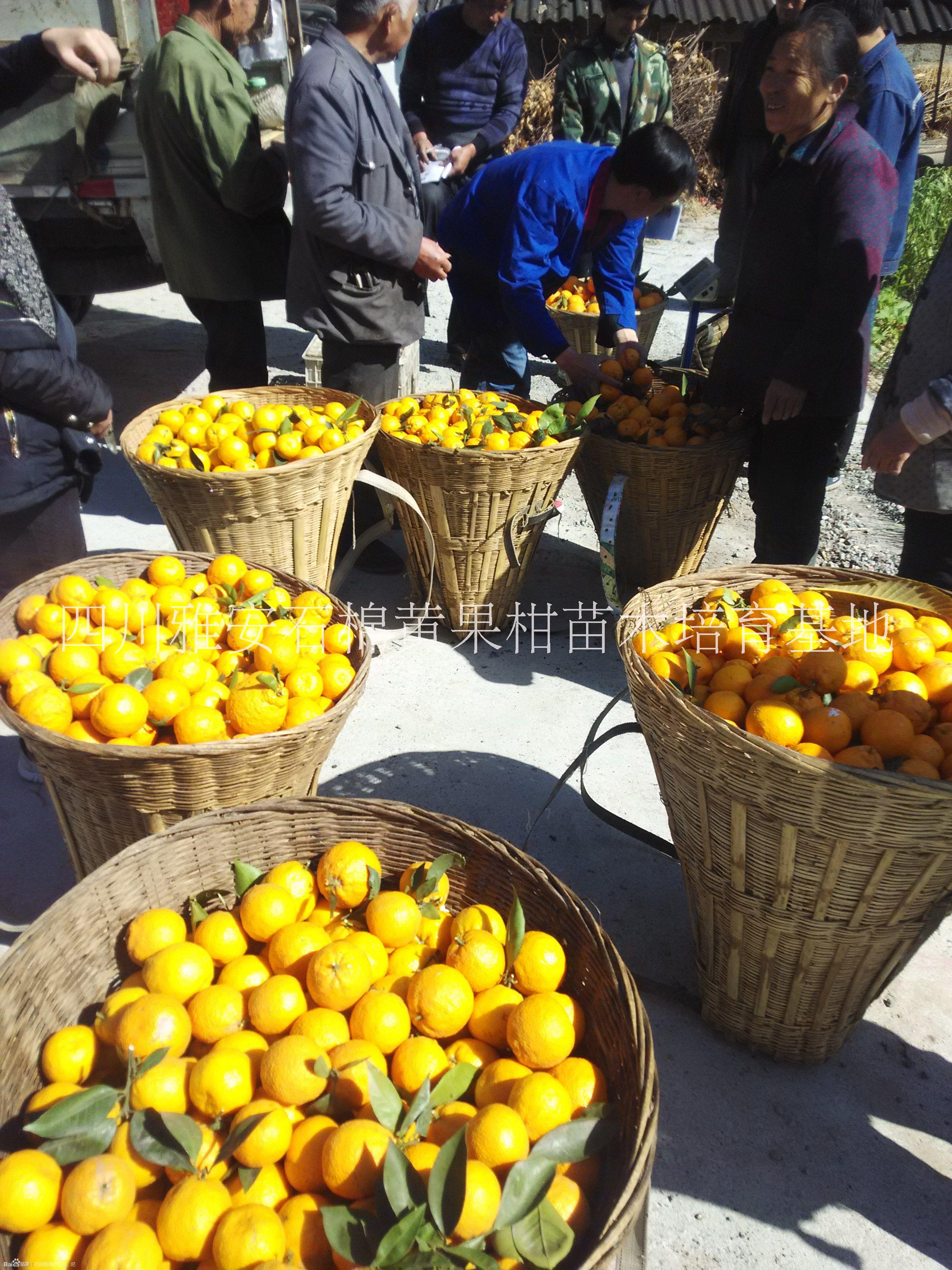 黃果柑柑苗木优质供应商图片
