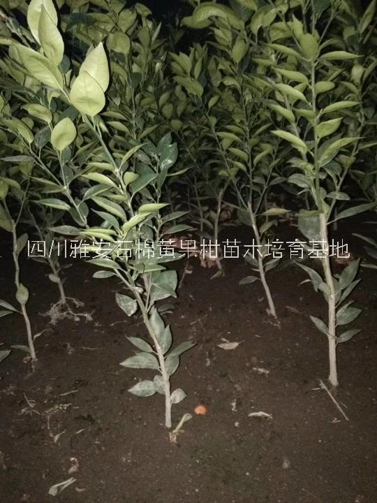黃果柑柑苗木优质供应商图片
