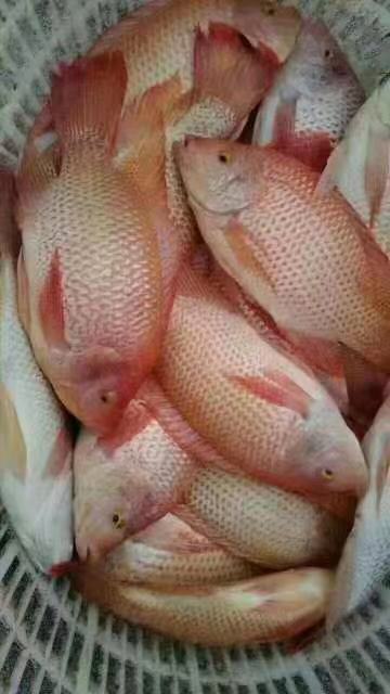 中山彩虹鲷（红罗飞）鱼苗养殖基地