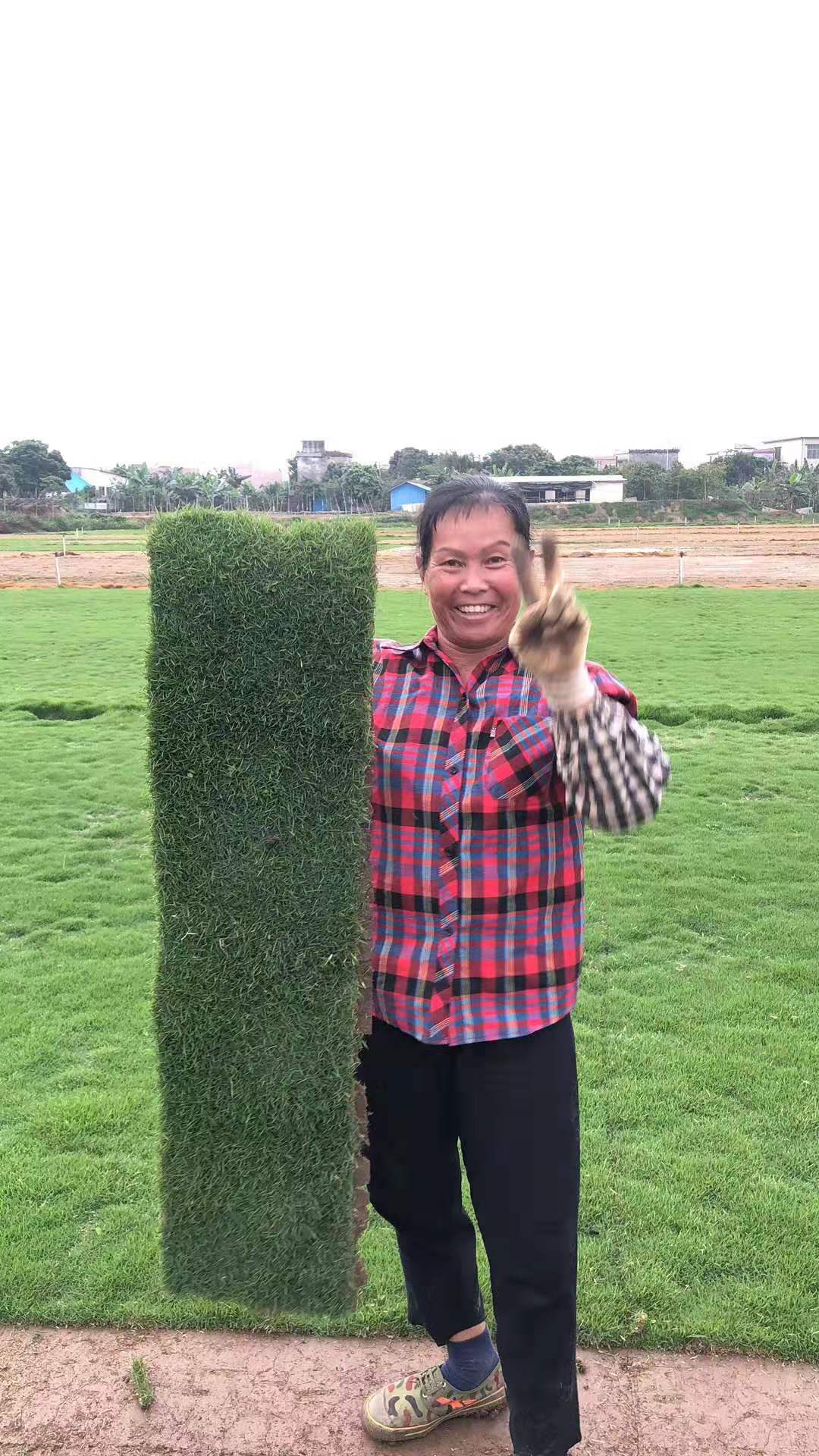 广东中山 马尼拉草坪种植基地直销价格