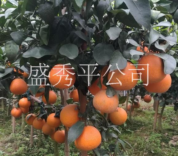 供应红美人 爱媛28 果冻橙柑橘苗