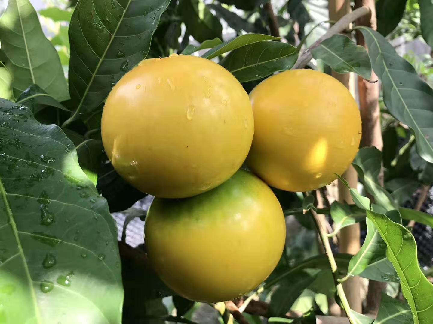 广州黄晶果种苗种植基地直销价格 黄晶果种苗