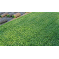安徽百慕大草坪基地-【安徽百慕大草坪种植批发价格】图片