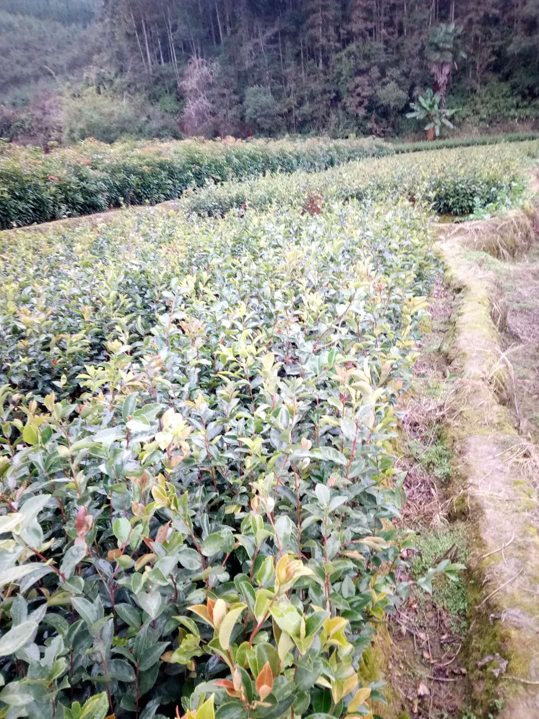 湖南邵阳油茶树苗种植基地直销价格 高存活率出油率高图片