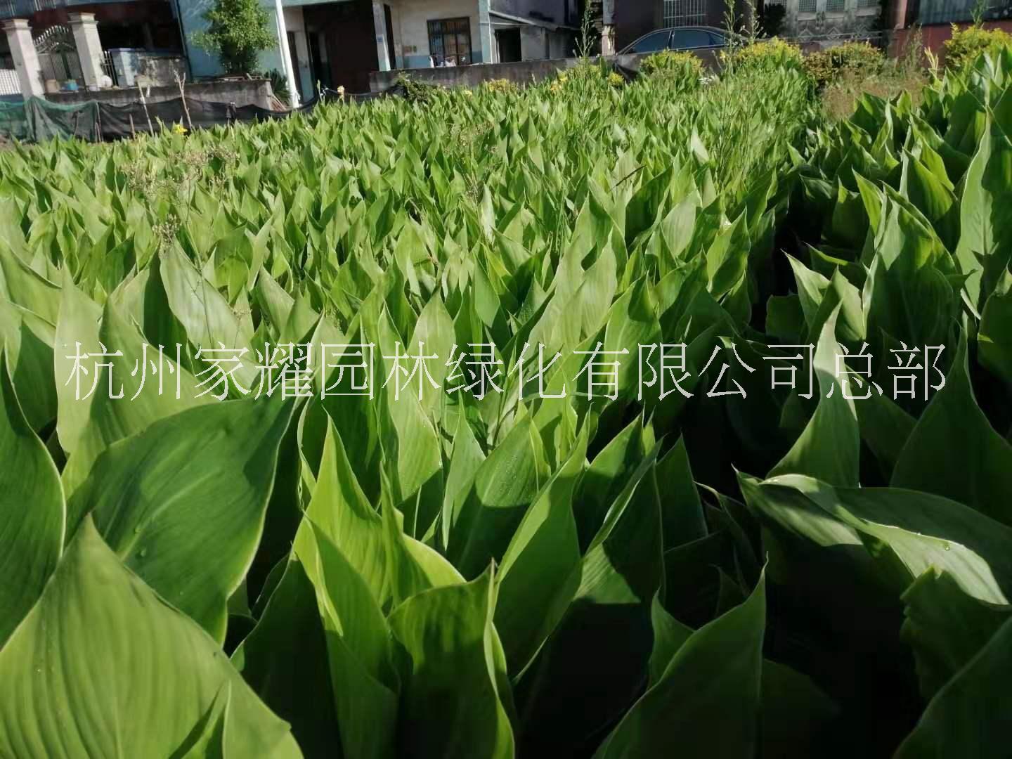 杭州市黄金菊厂家黄金菊种植，黄金菊销售，黄金菊出售，黄金菊基地