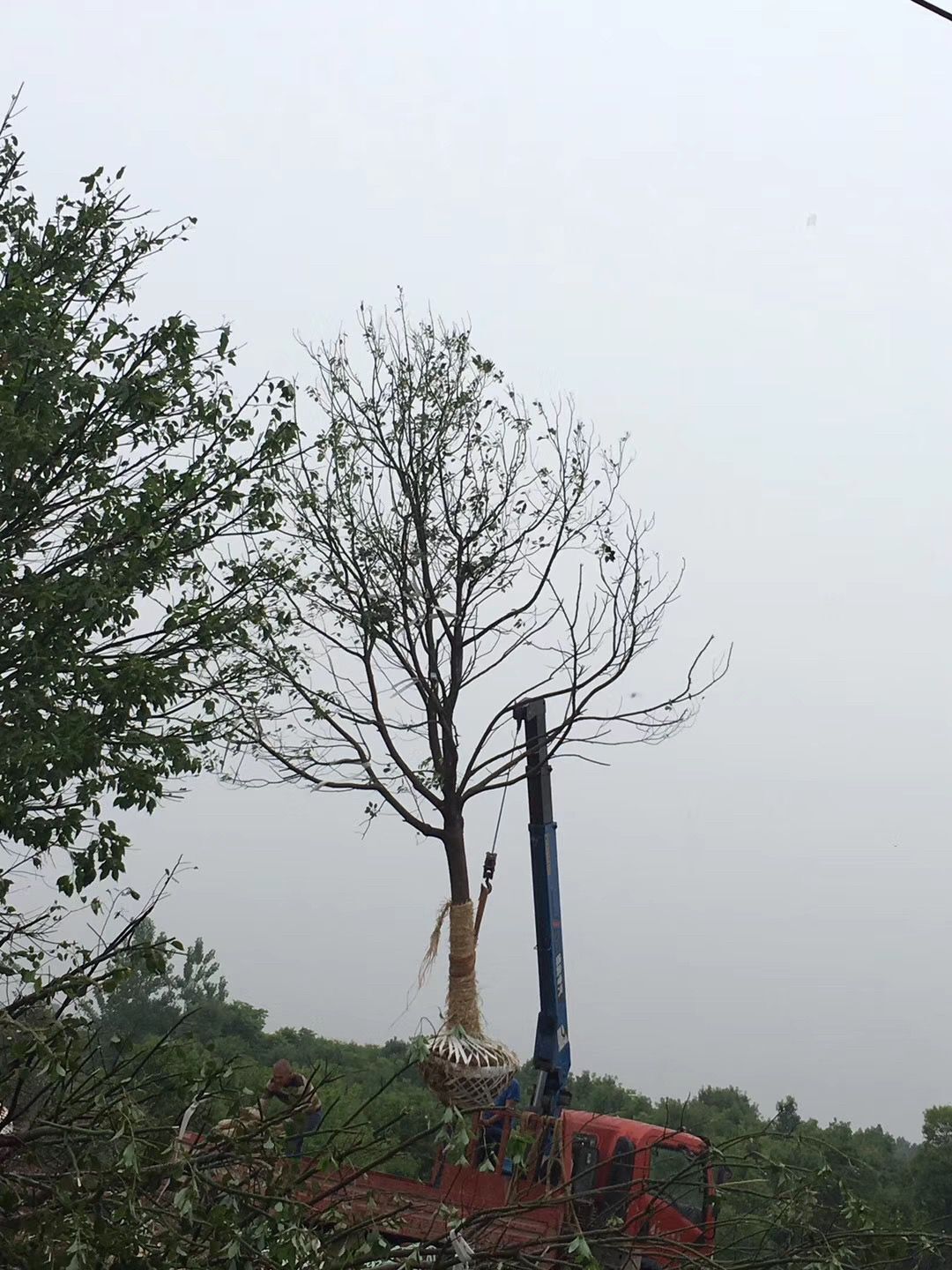 供应荆州香樟树图片